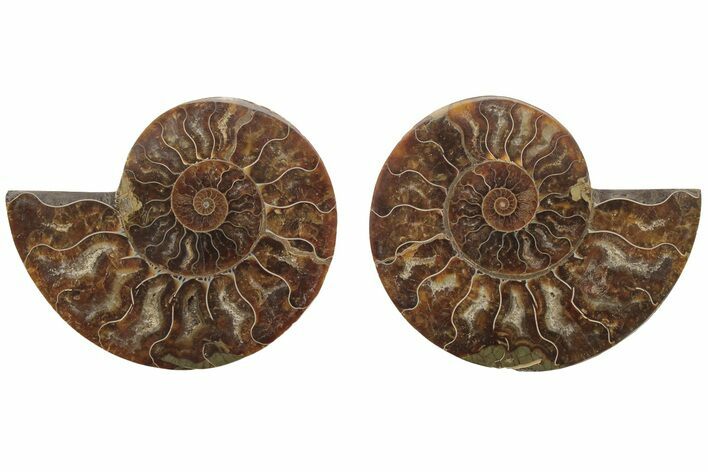 Cut & Polished, Agatized Ammonite Fossil - Madagascar #208603